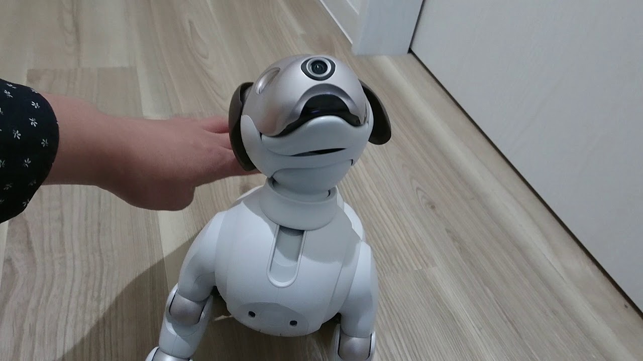 aiboがやって来た